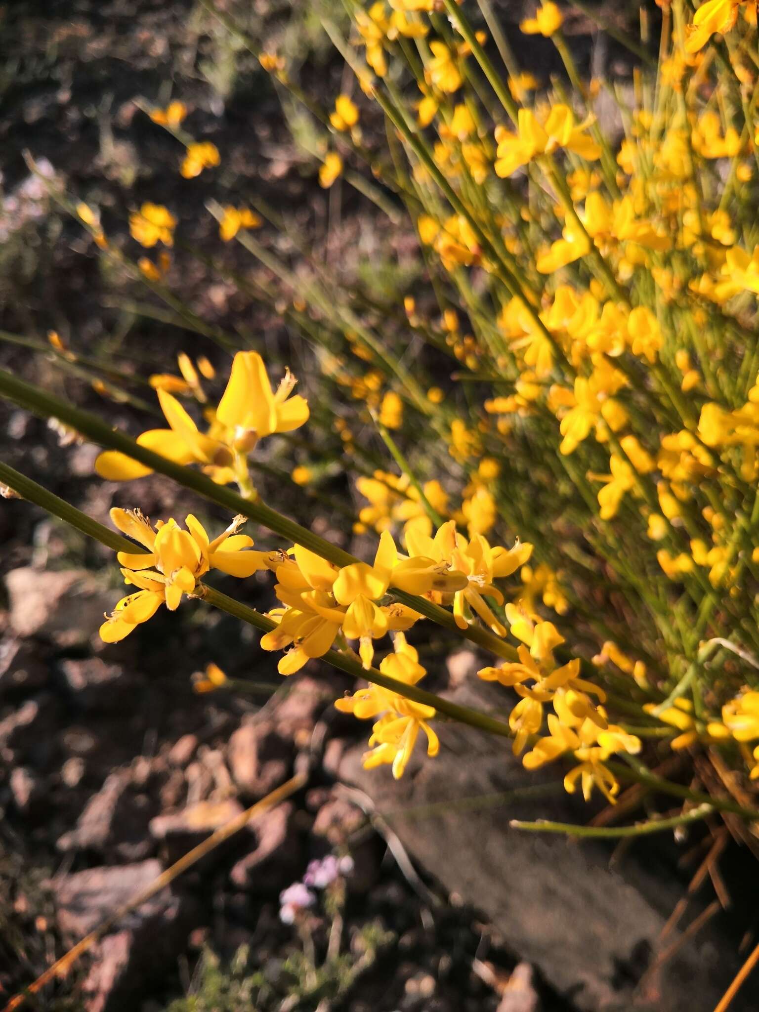 Image de Genista spartioides Spach