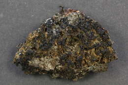 Image of skin lichen