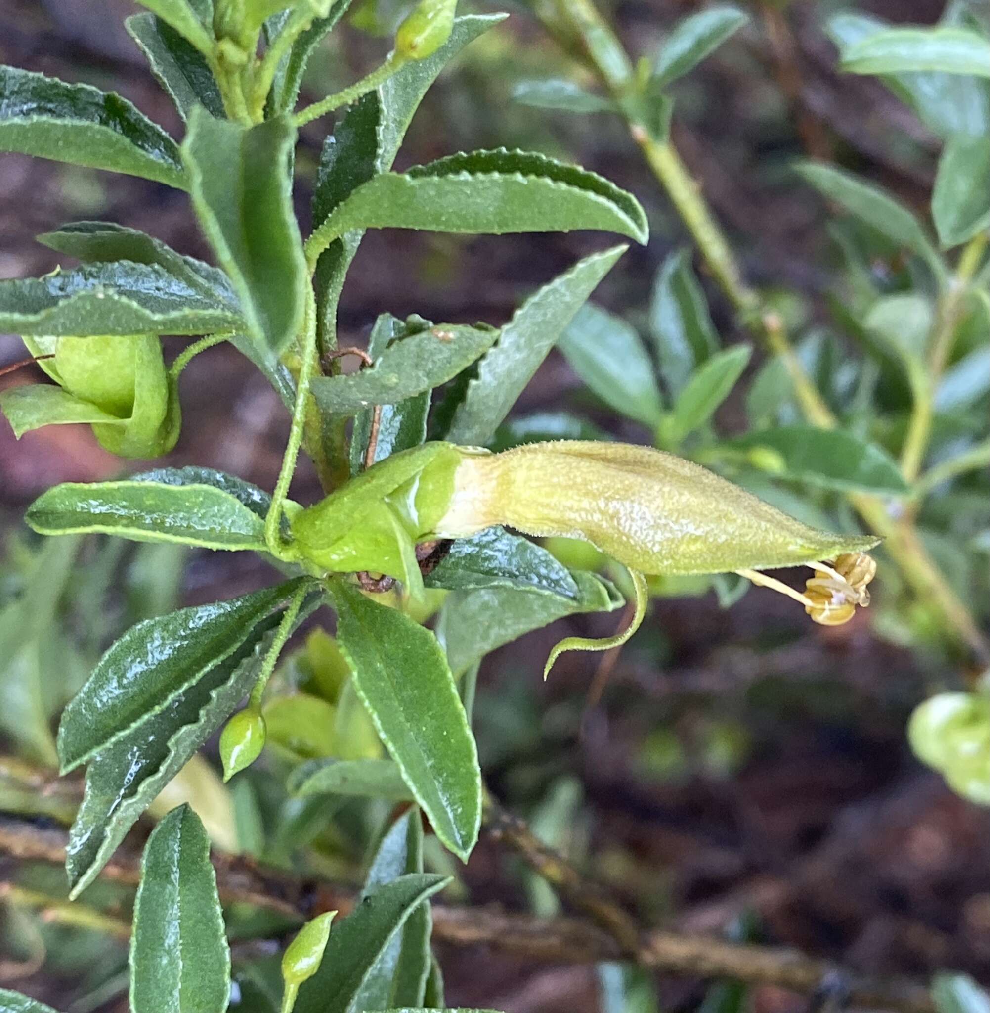 صورة Eremophila serrulata (A. DC.) Druce