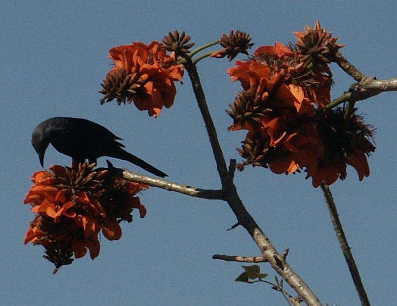 Image of Coast coral-tree