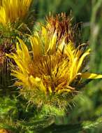 Image of Berkheya echinacea subsp. echinacea