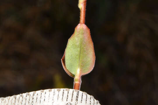 Image de Epilobium chlorifolium Hausskn.