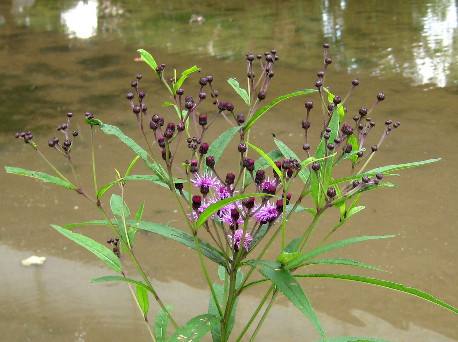 Imagem de Vernonia noveboracensis (L.) Willd.