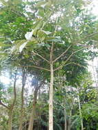 Image of Citharexylum subflavescens S. F. Blake