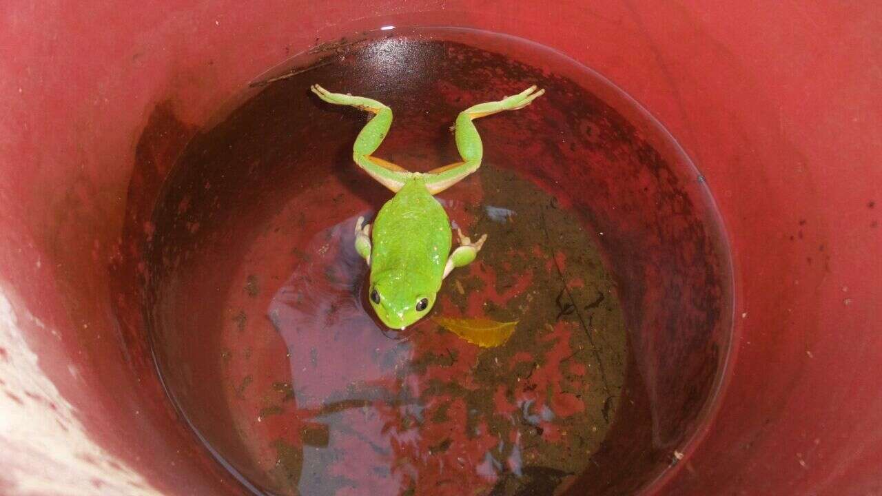 Image of Mexican leaf frog