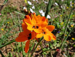 Image of spotted African cornlily