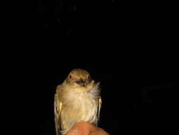 Image of Asian Red-eyed Bulbul