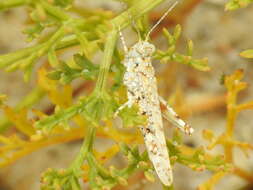 Image of Algarve Sand Grasshopper