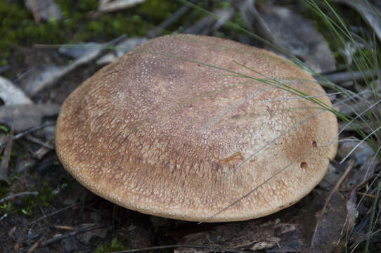 Image of Cortinarius areolatoimbricatus Cleland 1933