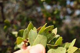 Image of Monterey manzanita