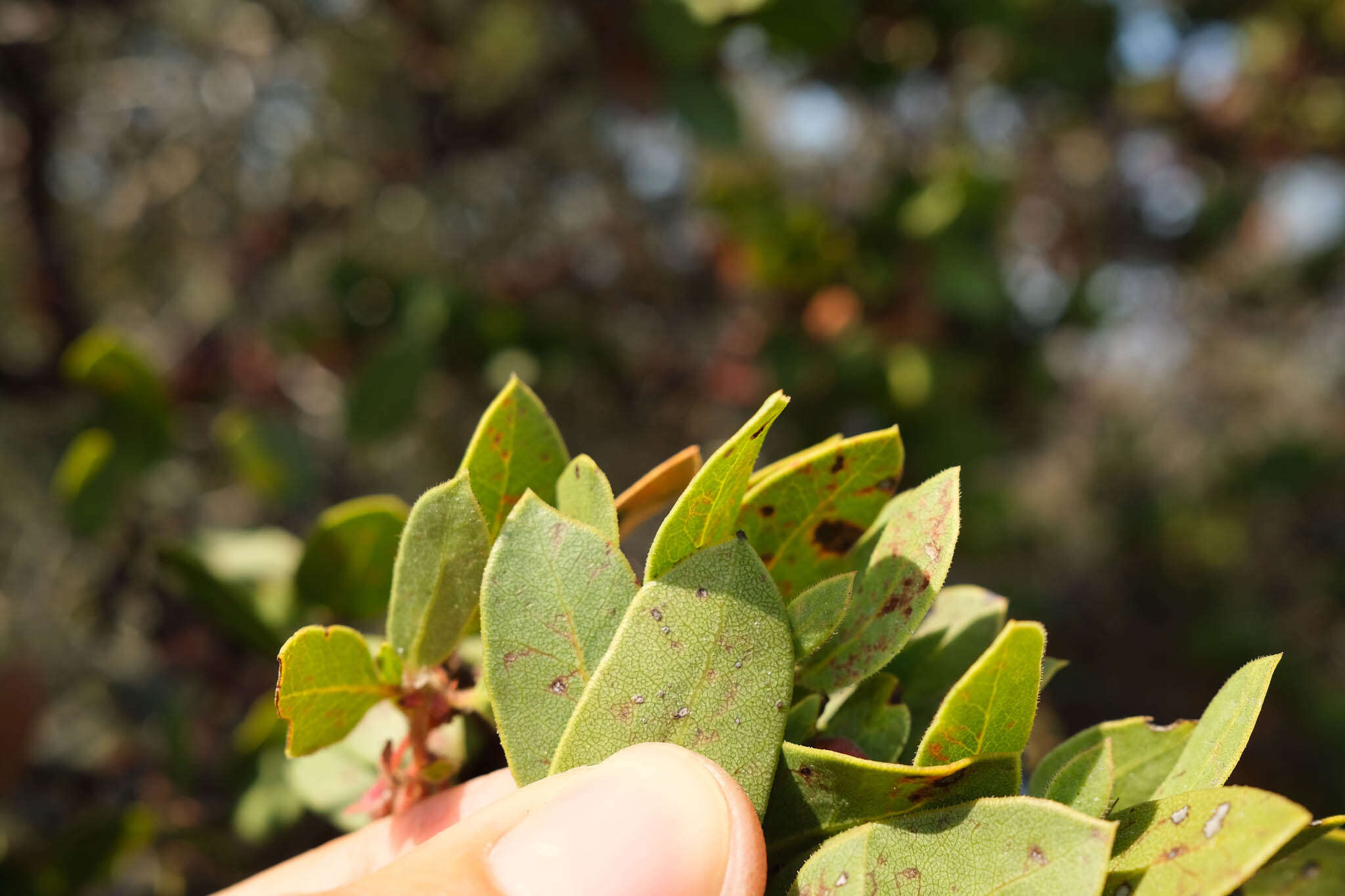 Image of Monterey manzanita