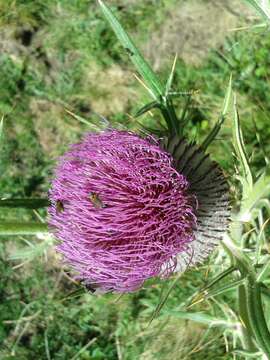 Image of woolly thistle