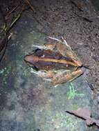 Image of Fitzinger's Robber Frog