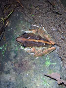 Image of Fitzinger's Robber Frog