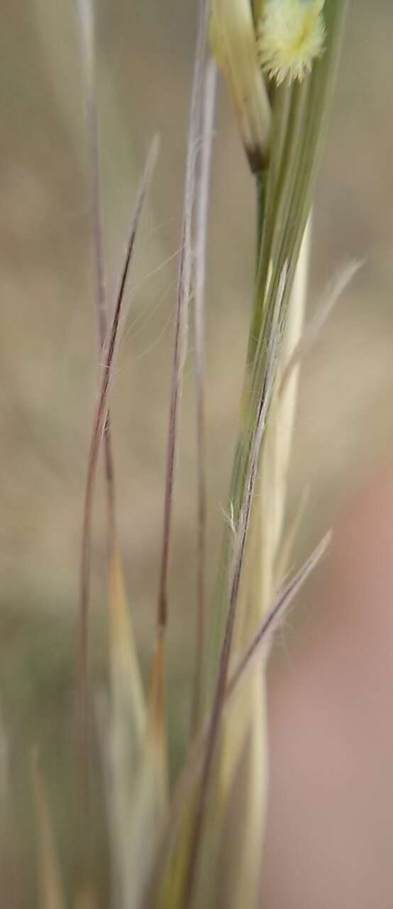 Image of Stipagrostis namaquensis (Nees) De Winter