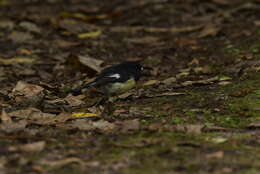 Petroica macrocephala chathamensis Fleming & CA 1950的圖片