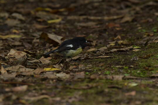 Image of Chatham Tomtit