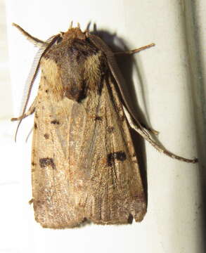 Image of Agrotis porphyricollis Guenée 1852