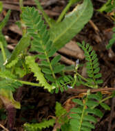 Image of Astragalus pelecinus (L.) Barneby