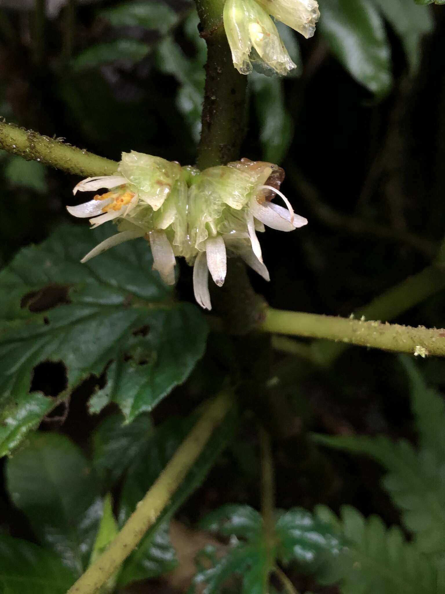 Слика од Begonia tiliifolia C. DC.