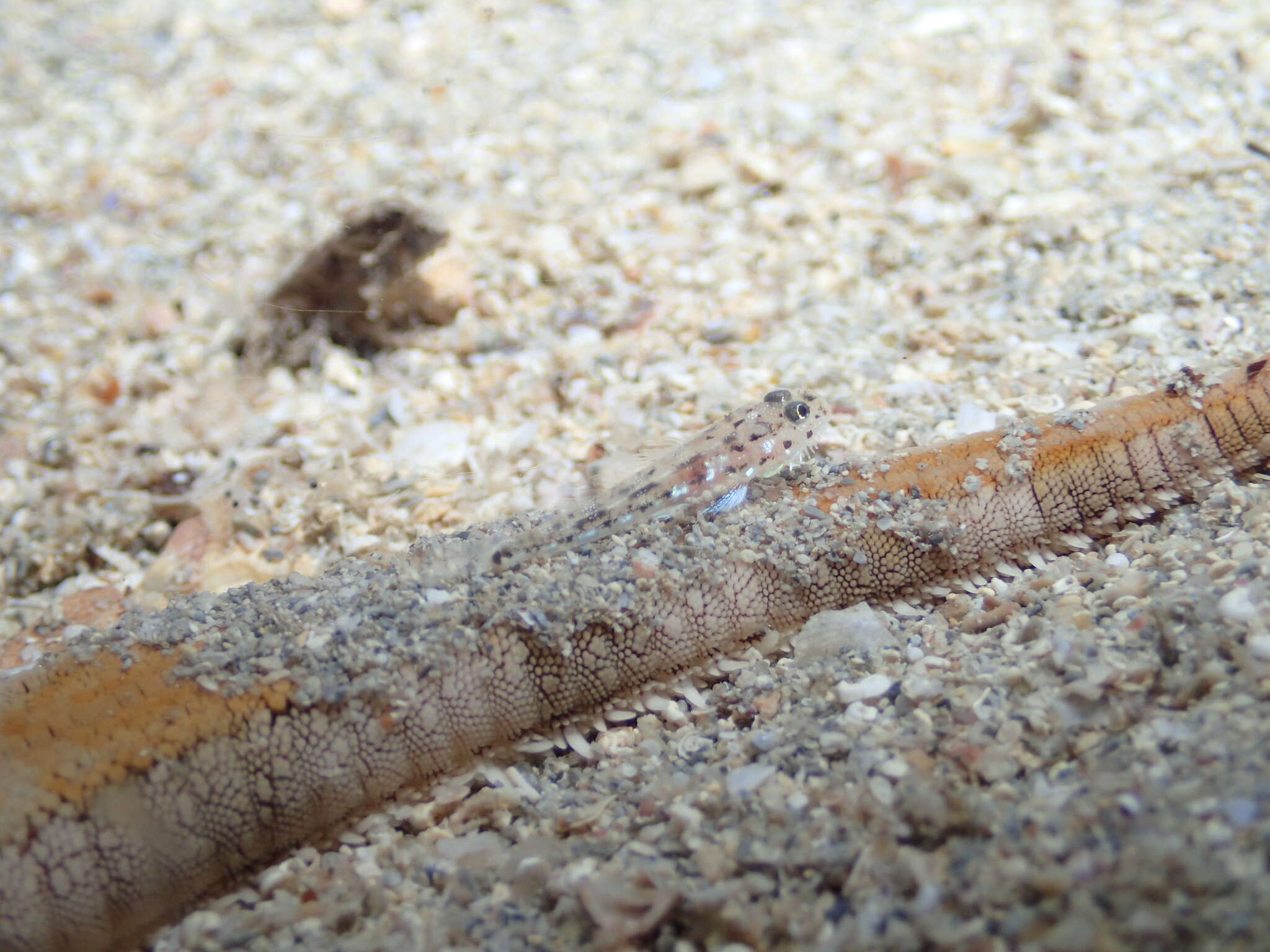 Image of Barbuligobius