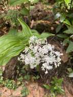 Image de Maianthemum paniculatum (M. Martens & Galeotti) La Frankie