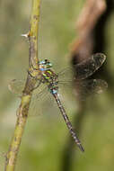 Image of Turquoise-tipped Darner