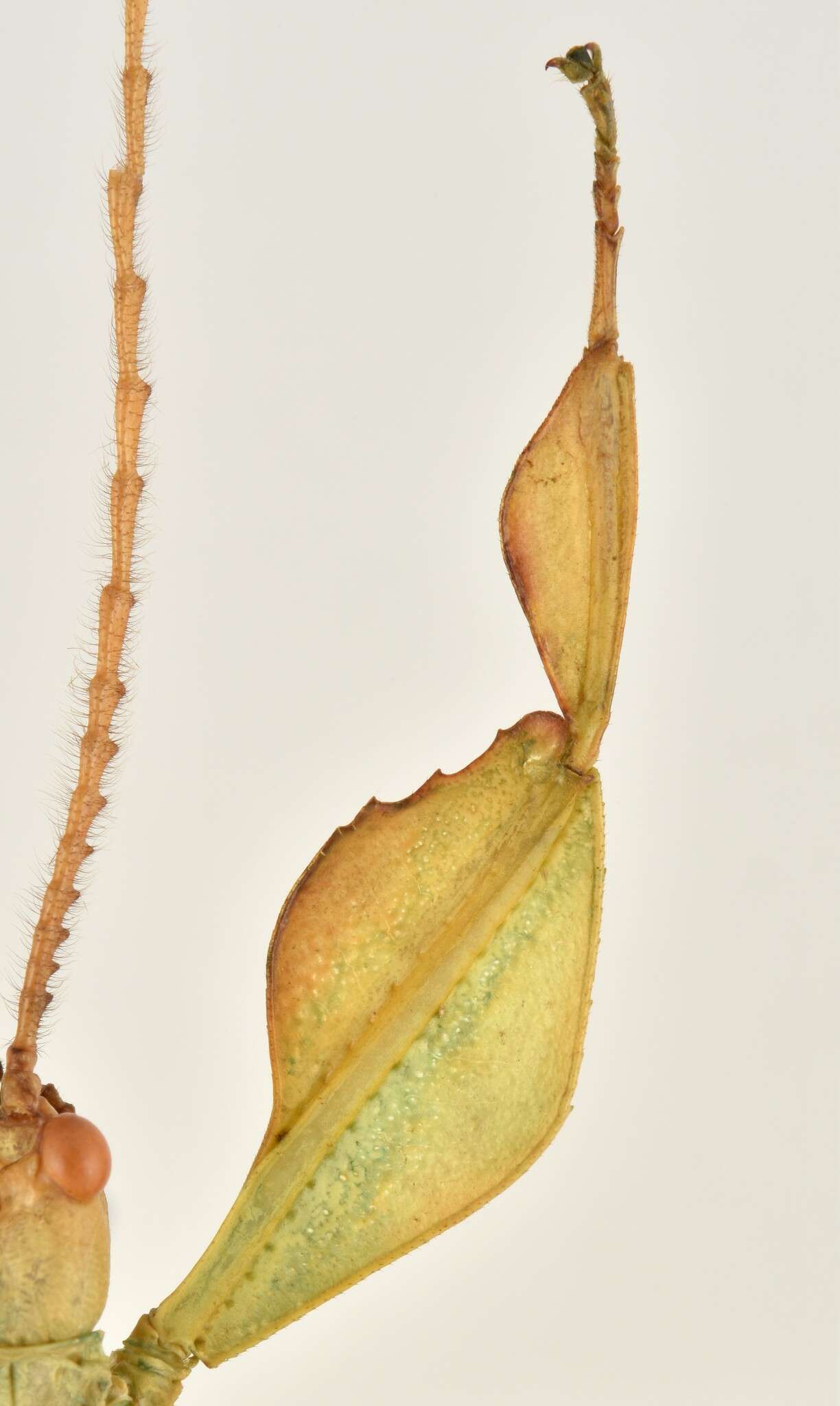 Image of Pulchriphyllium shurei (Cumming & Le Tirant 2018)