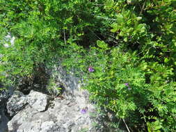 Image of Vicia japonica A. Gray