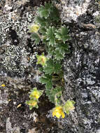 Слика од Potentilla villosula B. A. Jurtzev