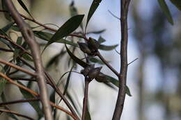 Image of Pincushion hakea