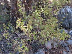 Image of Phlomis chrysophylla Boiss.