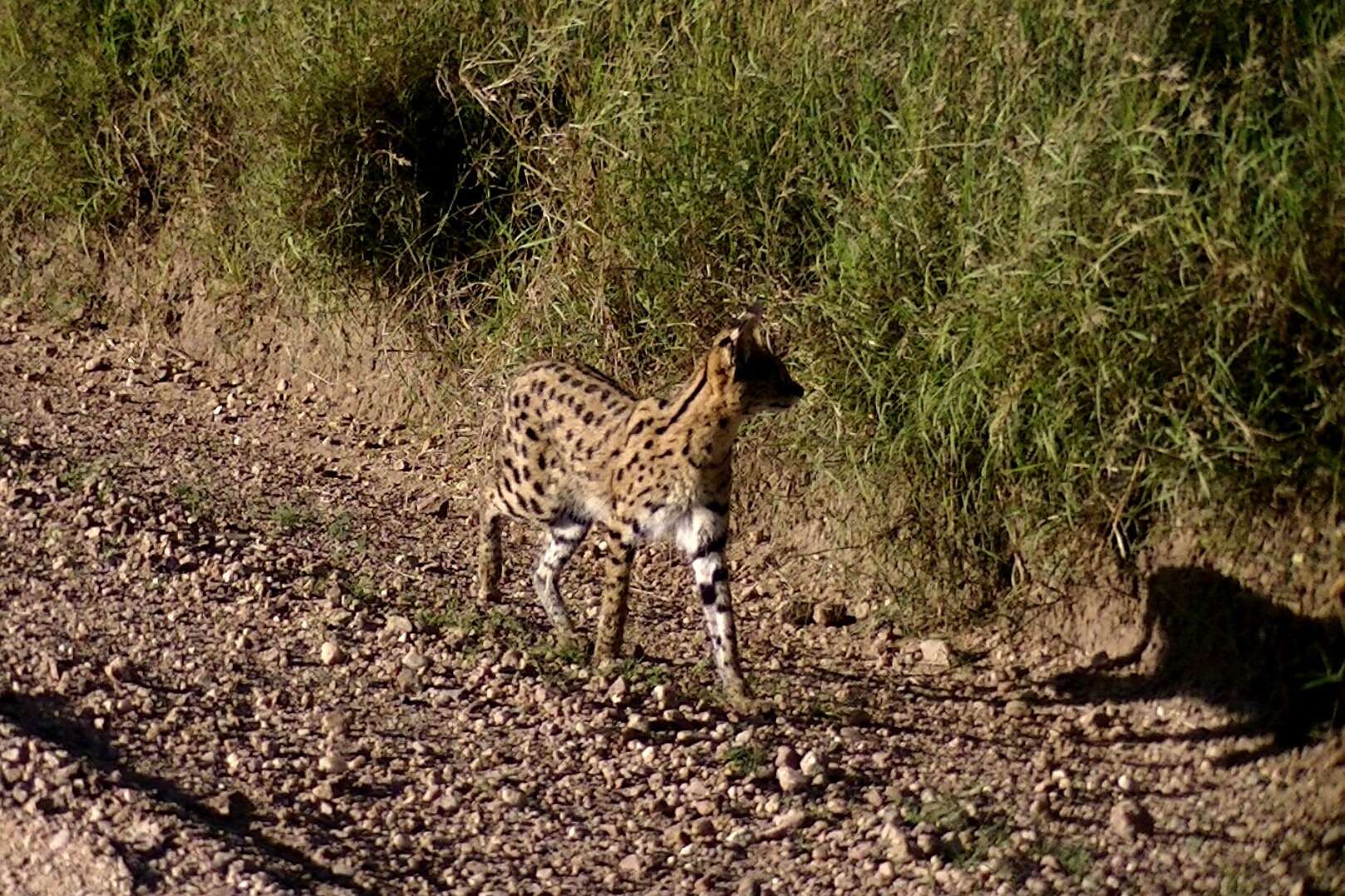 Image of Serval (cat)