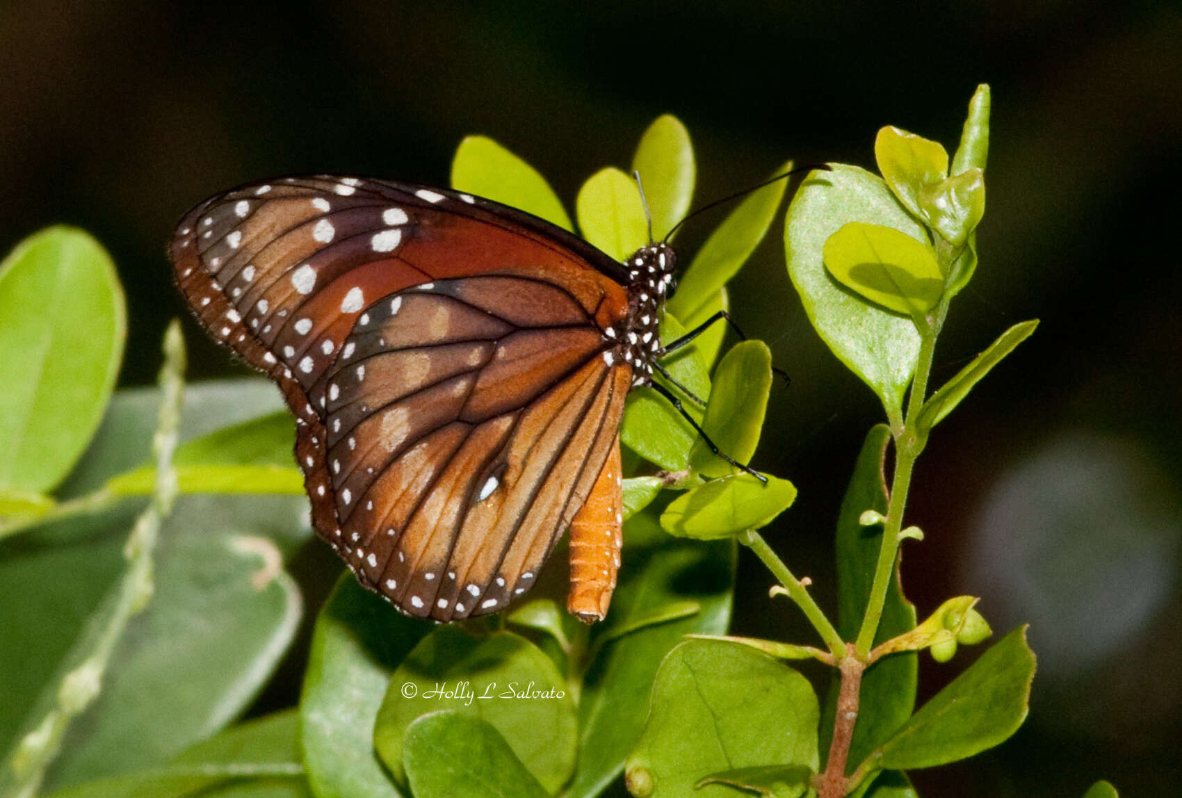 Sivun Danaus (Anosia) eresimus subsp. tethys Forbes 1943 kuva