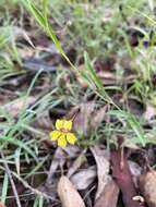 Image of Goodenia delicata R. Carolin