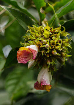 Image of Costus lucanusianus J. Braun & K. Schum.