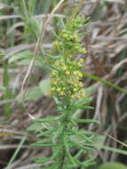 Schizoglossum bidens subsp. bidens的圖片