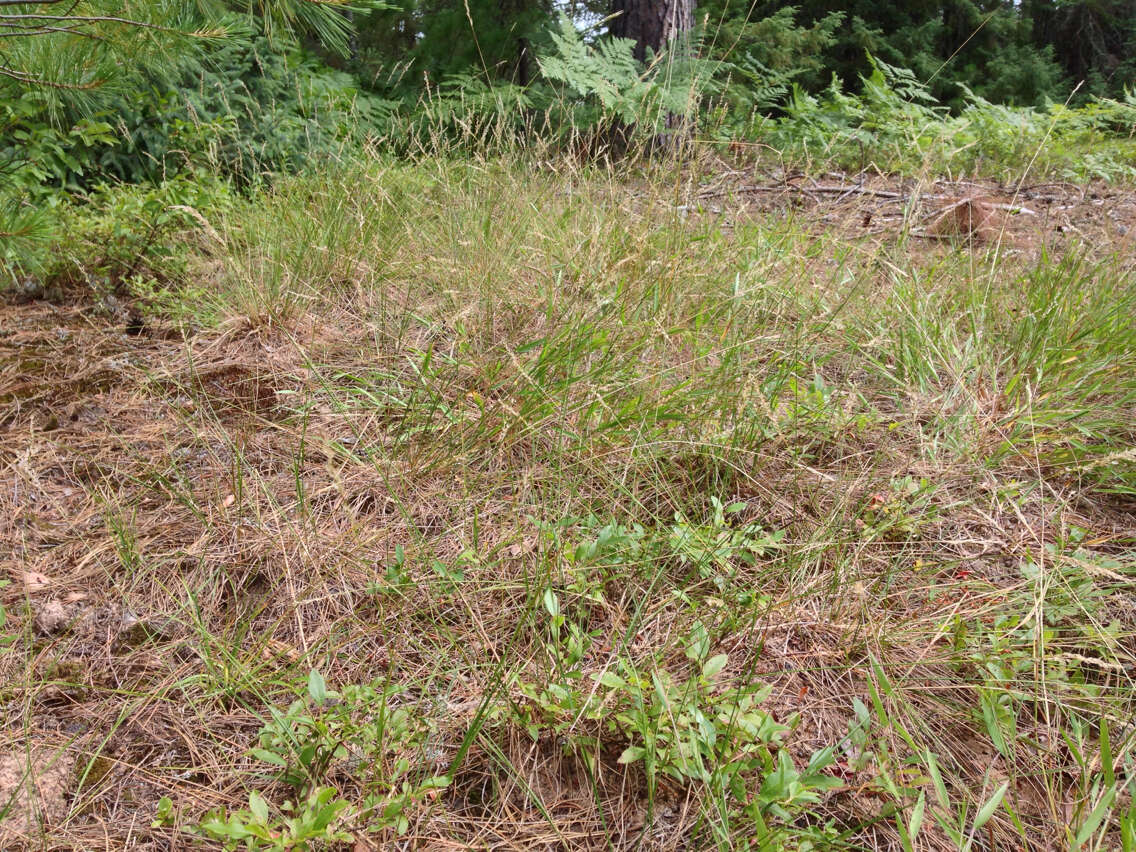 Image of mountain ricegrass