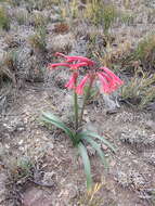 Image of Habranthus gracilifolius Herb.