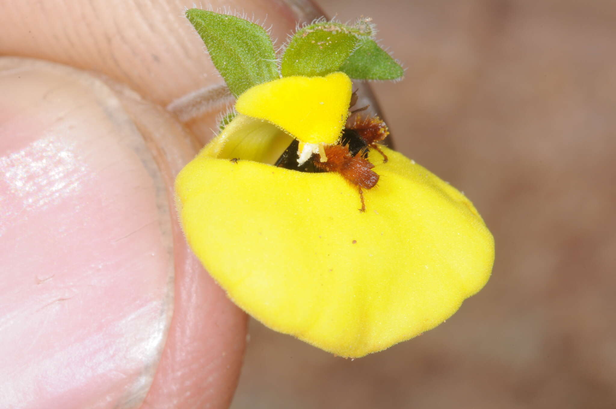 Image de Chalepogenus rufipes Roig-Alsina 1999