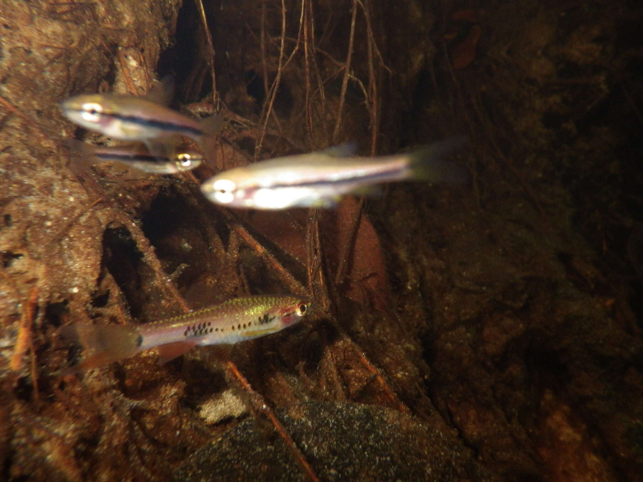 Rasbora einthovenii (Bleeker 1851) resmi