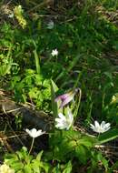 Image de Anemone altaica Fisch. ex C. A. Mey.