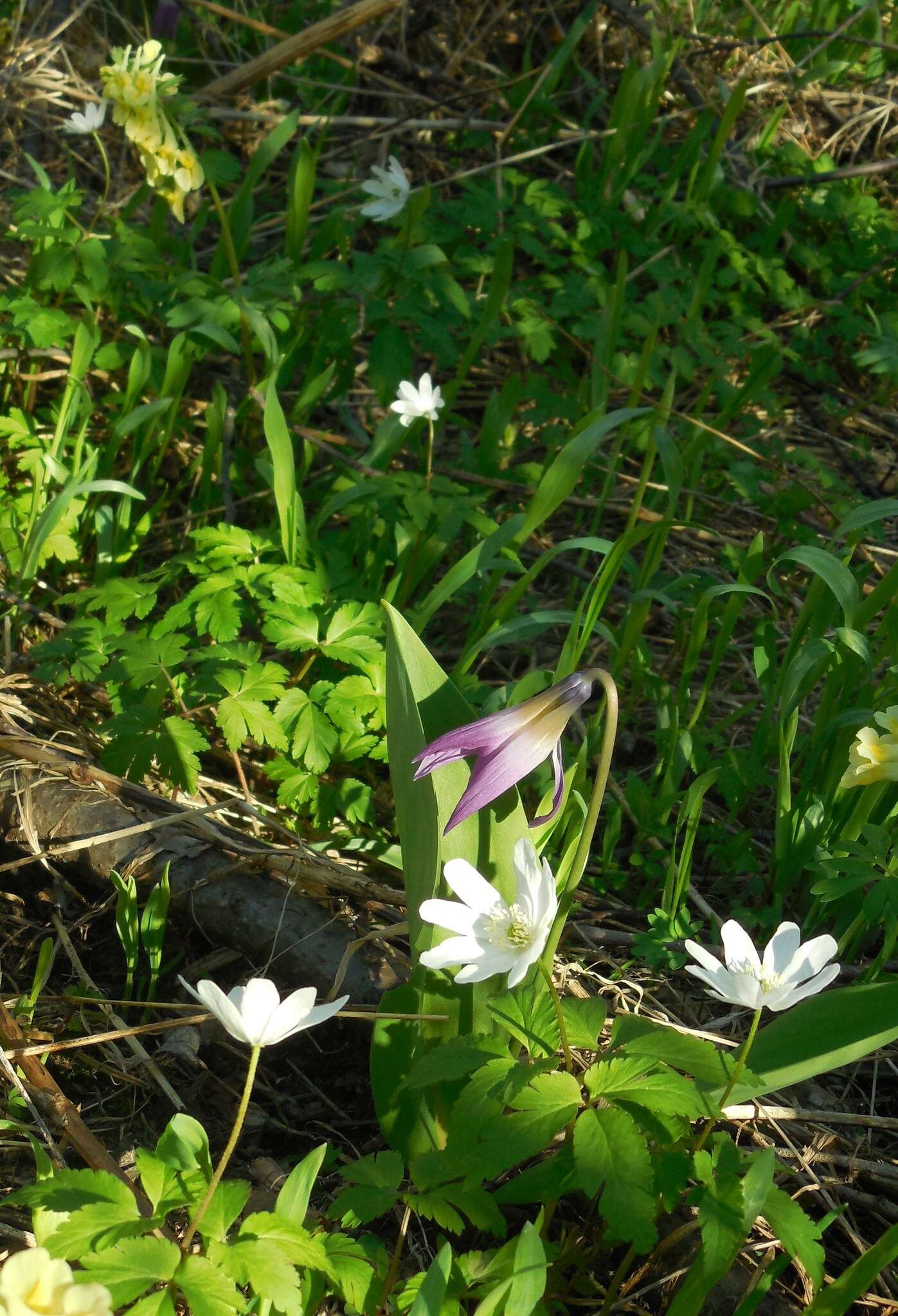 Anemone altaica Fisch. ex C. A. Mey.的圖片