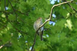 Image of Iberian Chiffchaff