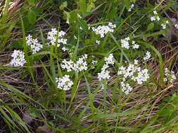 Plancia ëd Arabidopsis halleri (L.) O'Kane & Al-Shehbaz