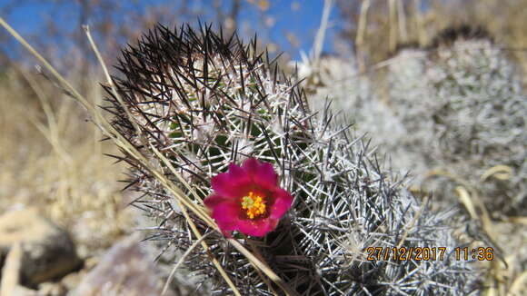 Image of Mammillaria sphacelata subsp. sphacelata