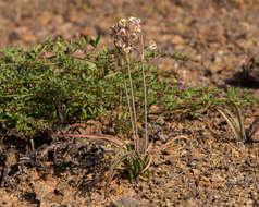 Image of Leucocoryne dimorphopetala (Gay) Ravenna