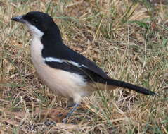 Image of Tropical Boubou