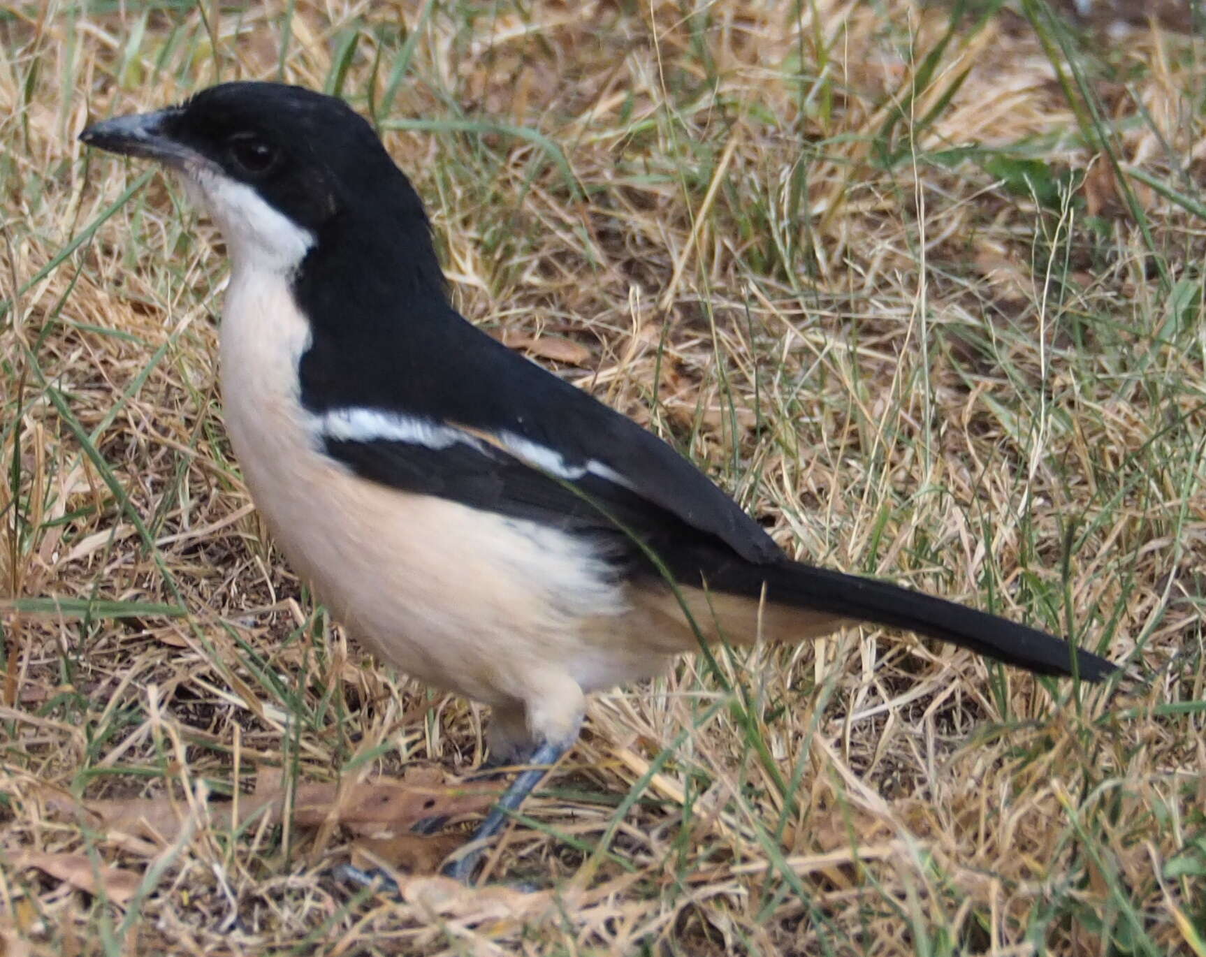 Image of Tropical Boubou