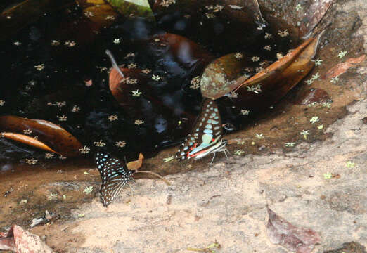 Image of Spotted Zebra Butterfly